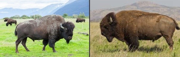 One step in understanding Canada’s iconic wood bison - Livestock Gentec