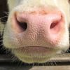 Reducing methane in cow burps in the short term