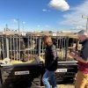 Developing genomic tools for Beef on Dairy production systems